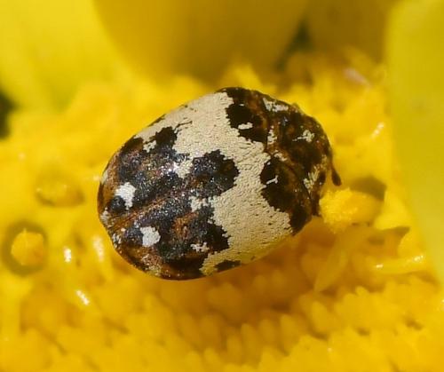 Réf. 231 700 : Anthrenus sp.